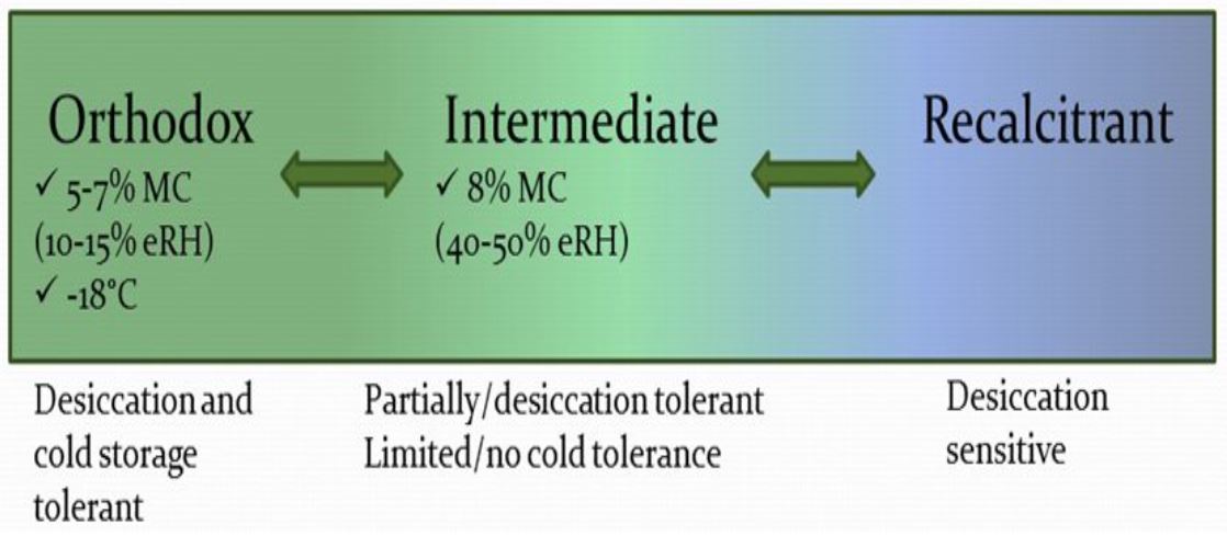 Continuum of seed storage behaviour in which orthodox seeds can be dried (5-7% moisture content/10-15% equilbrium relative humidity) then cold stored, compared to recalcitrant seeds which cannot survive any degree of artificial drying at all.