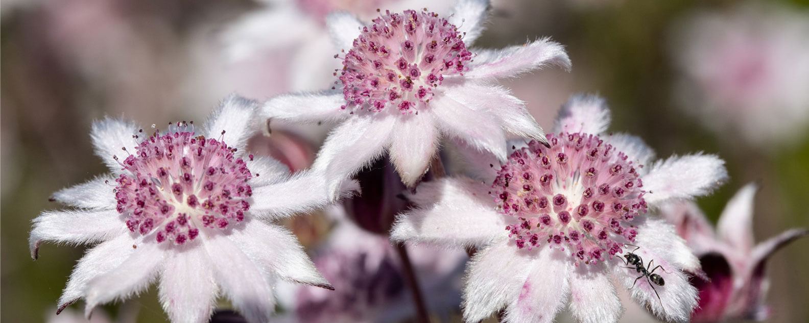 Pink Flannel Flowers