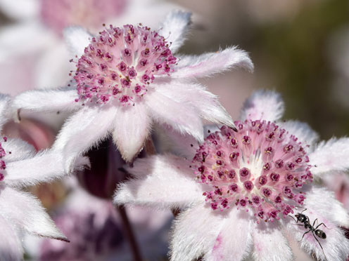 Pink Flannel Flowers