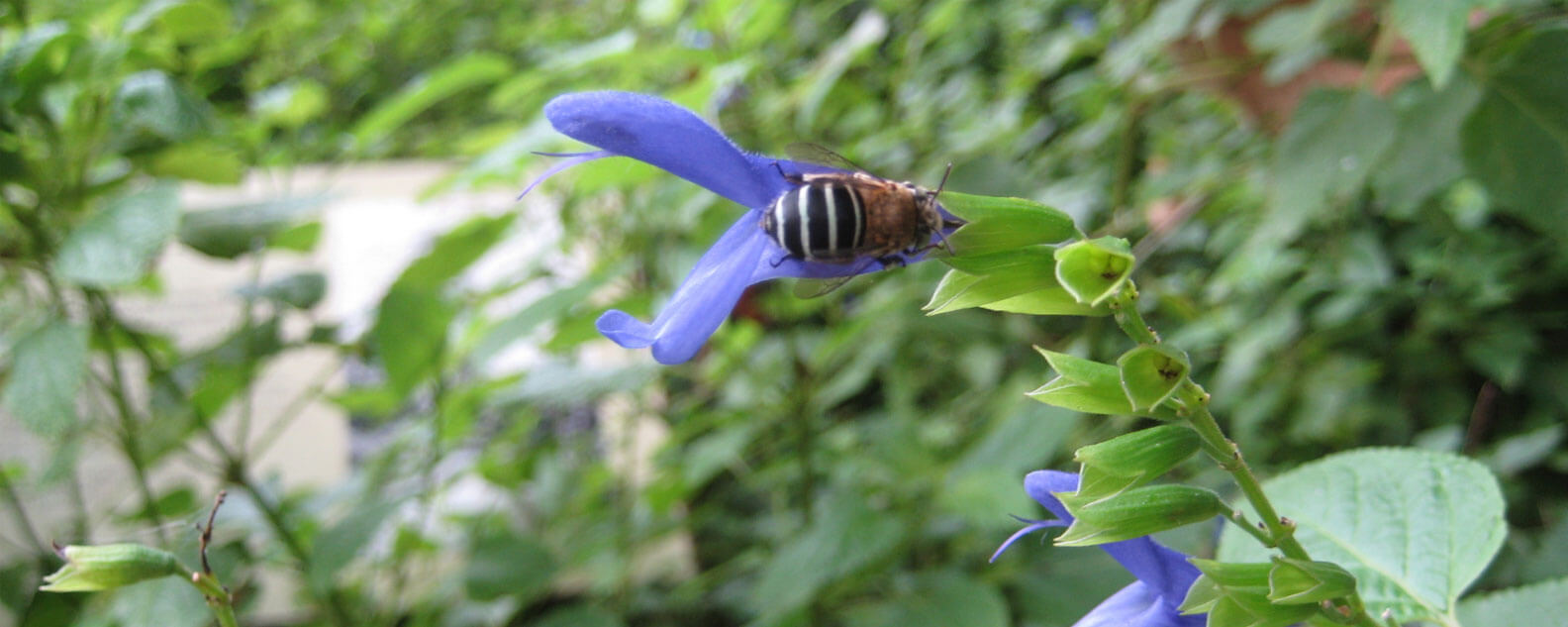 A blue-banded bee on a purple flower