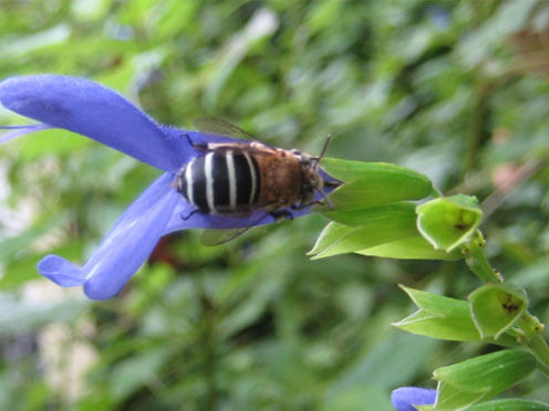 A blue-banded bee on a purple flower