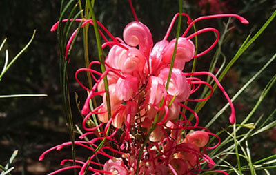 A pink grevillea – also known as a spider flower