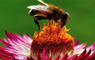 A bee on a paper daisy