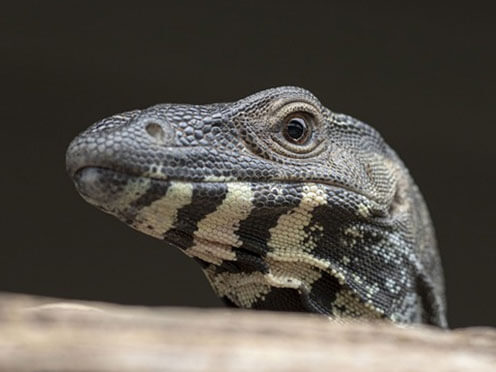 A lizard peeking out from a log