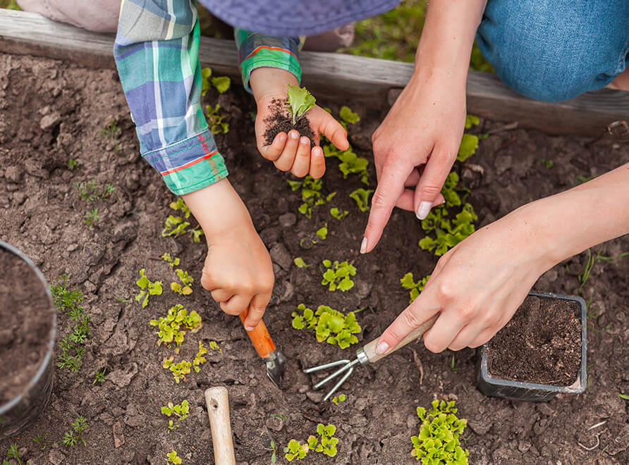 Child and adult planting seedlings