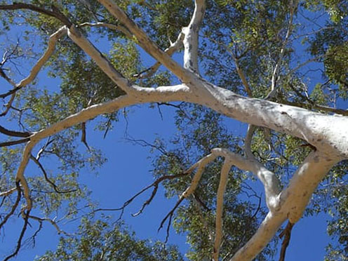 Looking up into the canopy of a Eucalypt