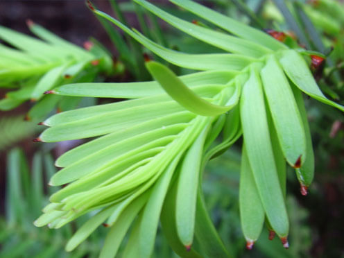 Wollemi Pine foliage