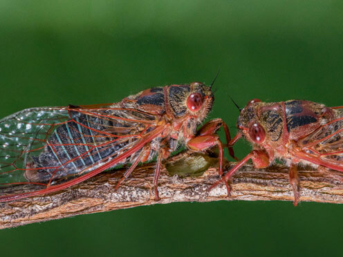 Cicada Capers | Botanic Gardens of Sydney