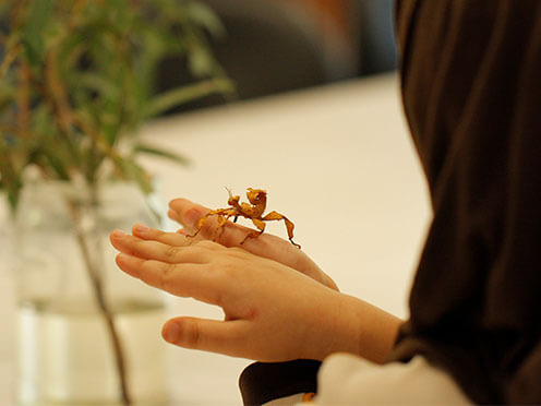 Child holding a stick insect
