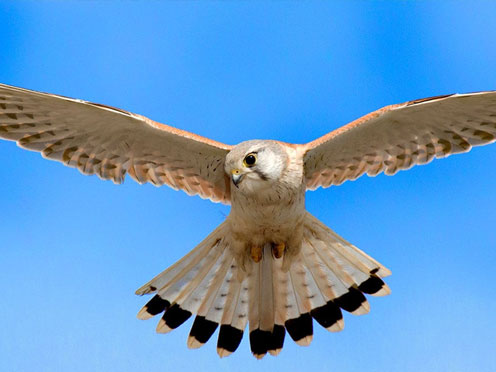 Australian Kestrel