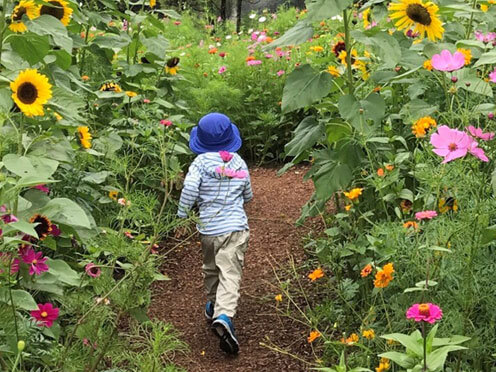 A child walks through the meadow at the Royal Botanic Garden Sydney