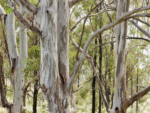 Cumberland Plain Woodland at the Australian Botanic Garden Mt Annan New South Wales