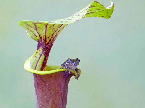 A canivorous pitcher plant with a tiny frog inside 