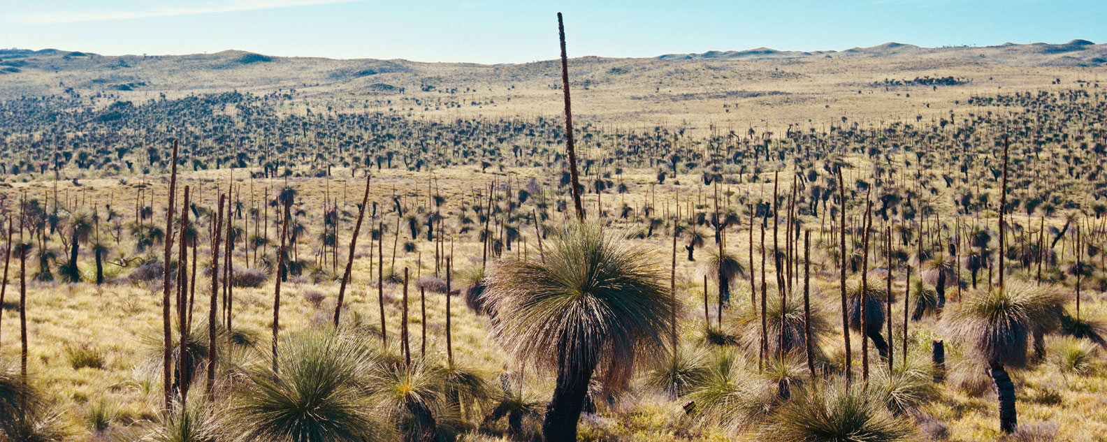 Grass Trees in the outback