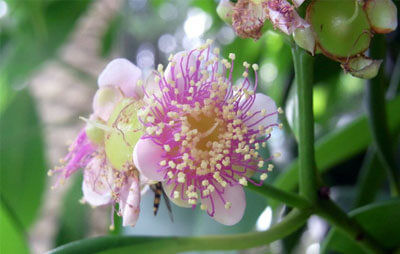 A pink flower with yellow stamens and foliage