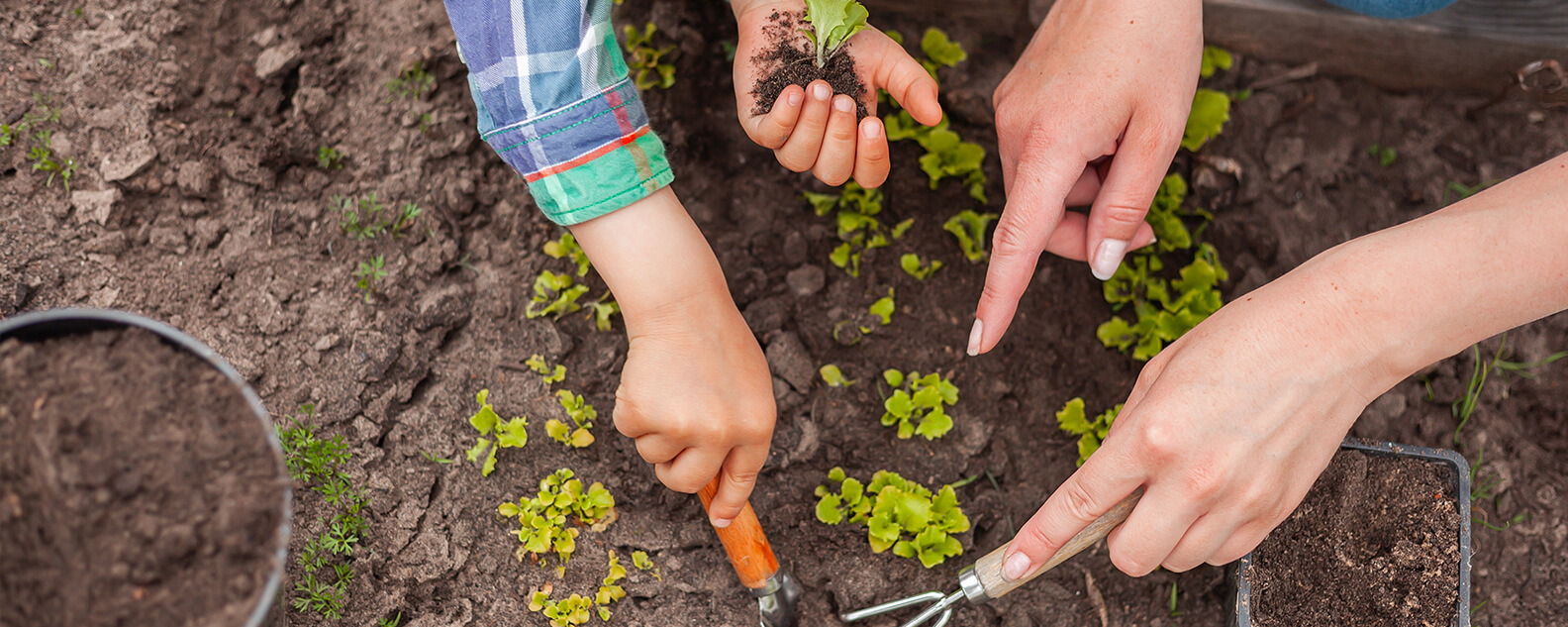 Child and adult planting seedlings