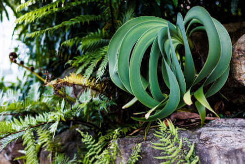 foundation and friends botanica 496x372