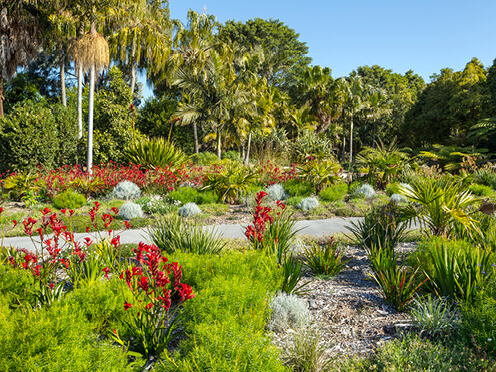 Garden with colourful kangaroo paws and tropical palms