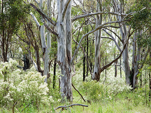 Trees in the Cumberland Plain Woodland