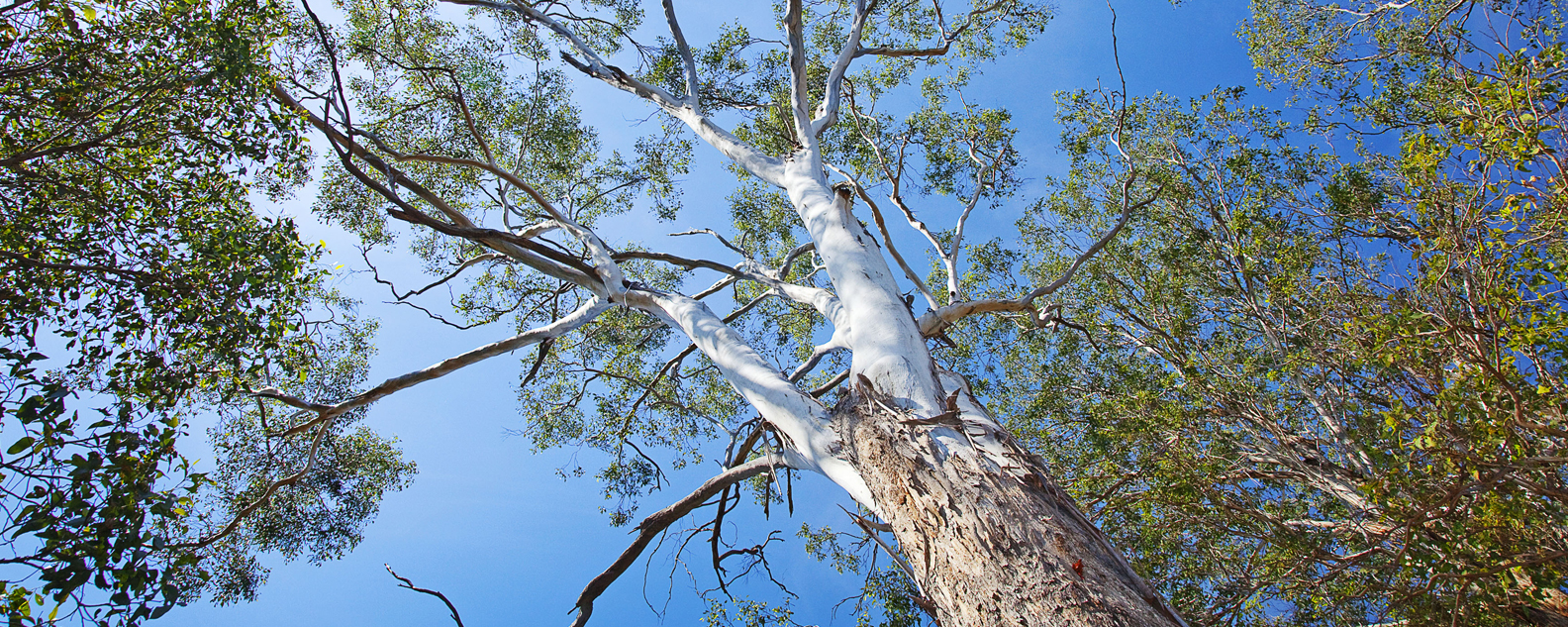 View upwards of a eucalyptus tree, woodland canopy and blue sky