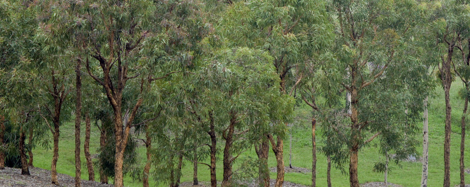 Small eucalyptus trees, known as mallees