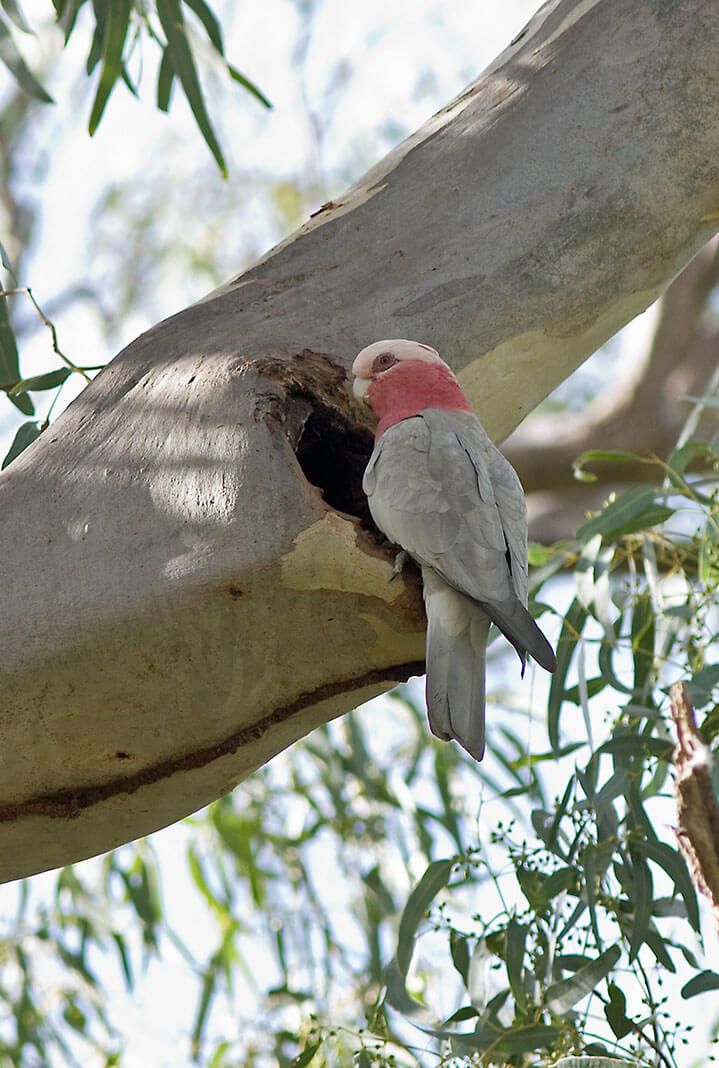 Galah perching on tree near hollow