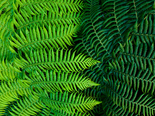 Close up of light and dark green fern fronds