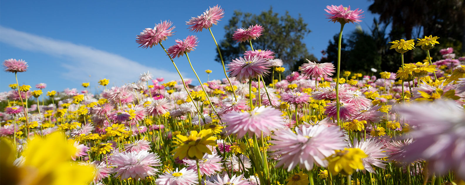 Pink and yellow paper daisies at the Australian Botanic Garden Mount Annan
