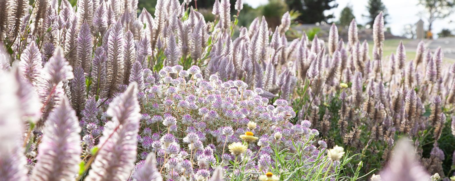 Purple flowers at the Australian Botanic Garden Mount Annan
