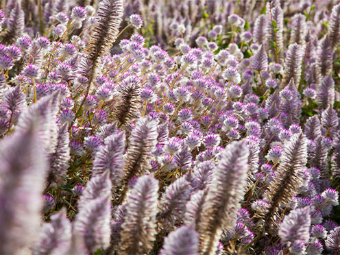 Purple flowers at the Australian Botanic Garden Mount Annan