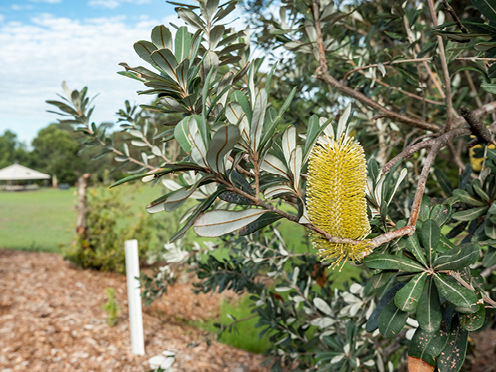 Banksia in bloom with a lawn and picnic shelter in the distance