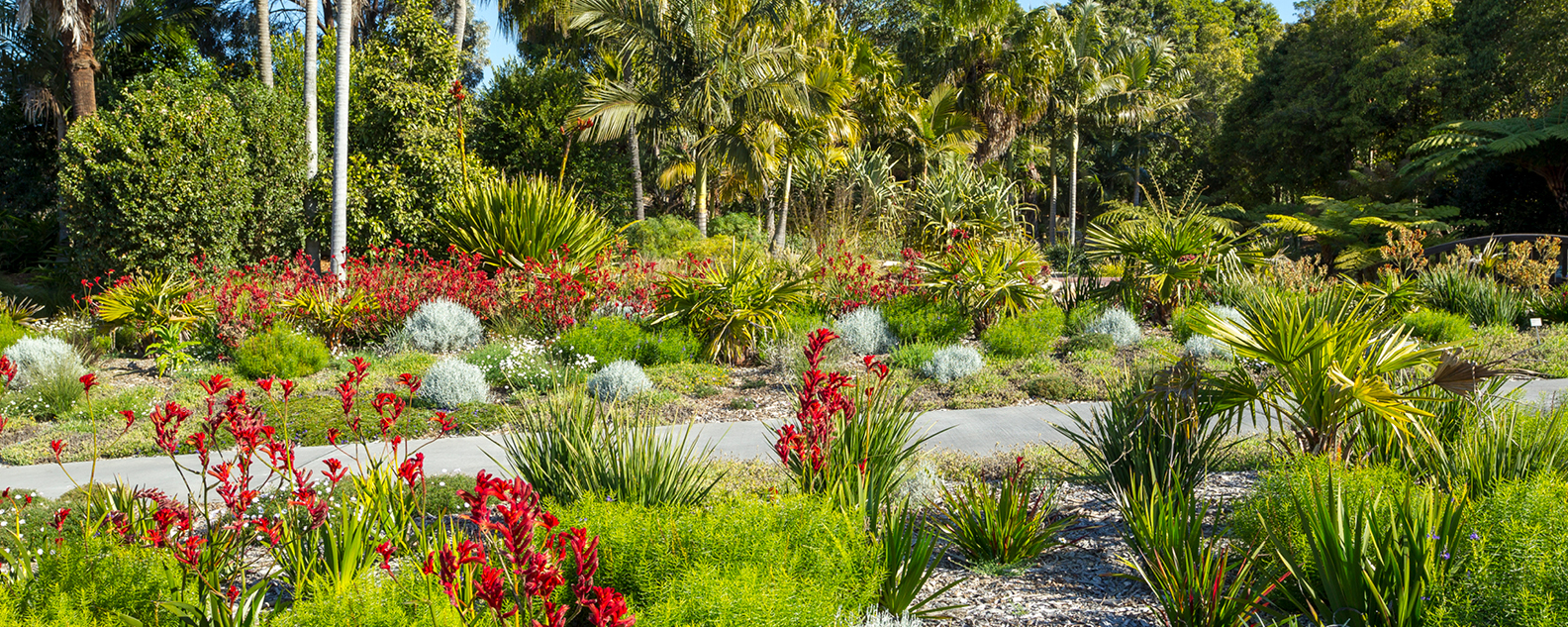 Lush tropical garden with palms, red kangaroo paws in bloom