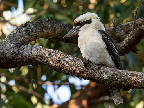 Kookaburra