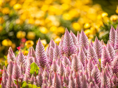 Native purple and yellow plants