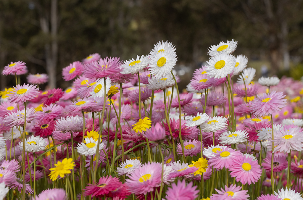 Pink, white and yellow paper daisies in a field
