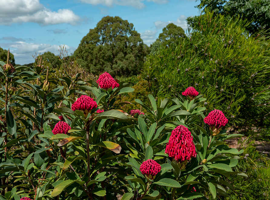 Waratah bush in flower at Australian Botanic Garden Mount Annan