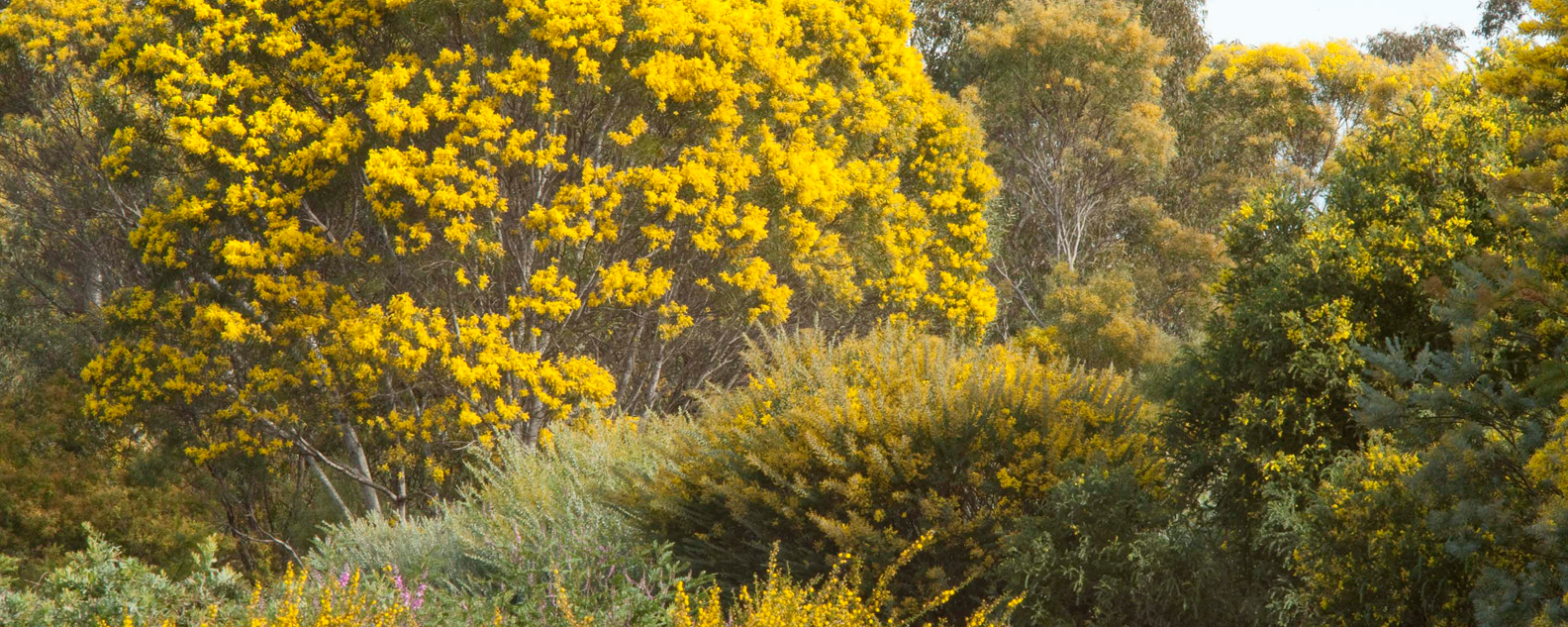 Different varieties of wattles, in bloom