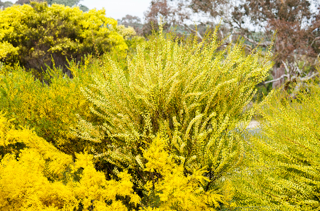 Different varieties of wattles, in bloom