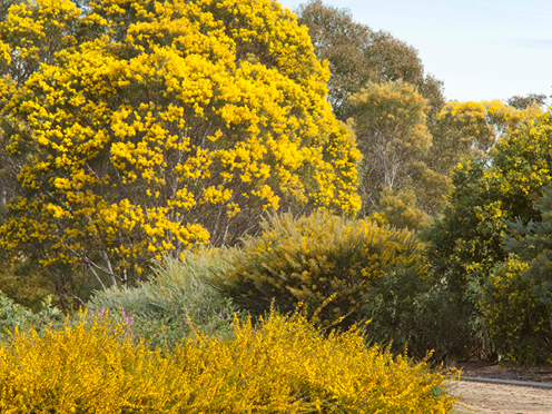 Different varieties of wattles, in bloom