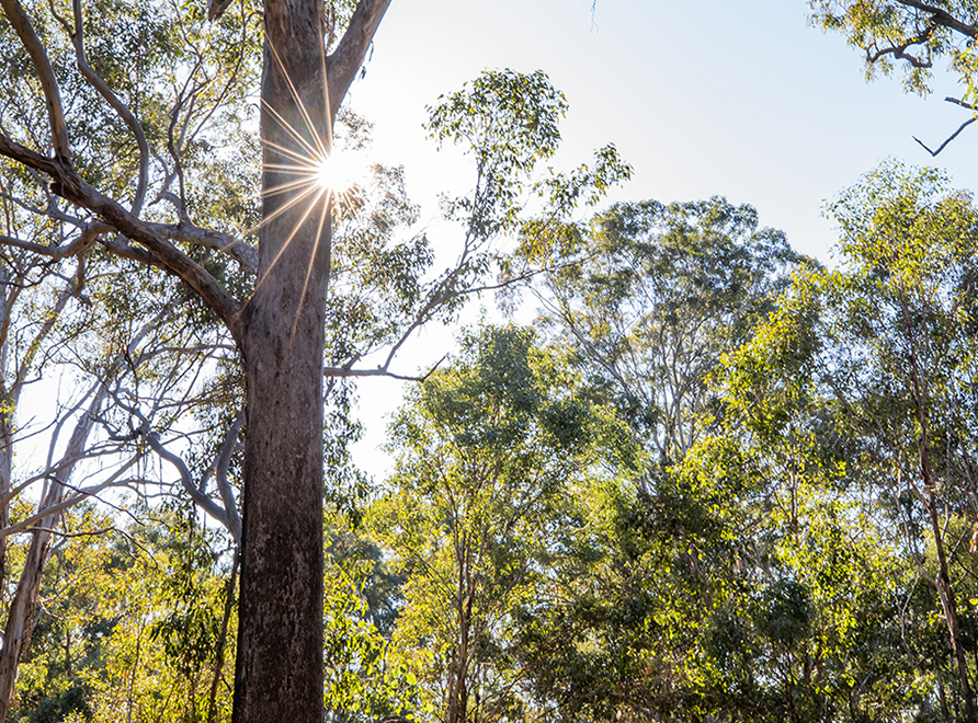 Bushland with sun shining through trees