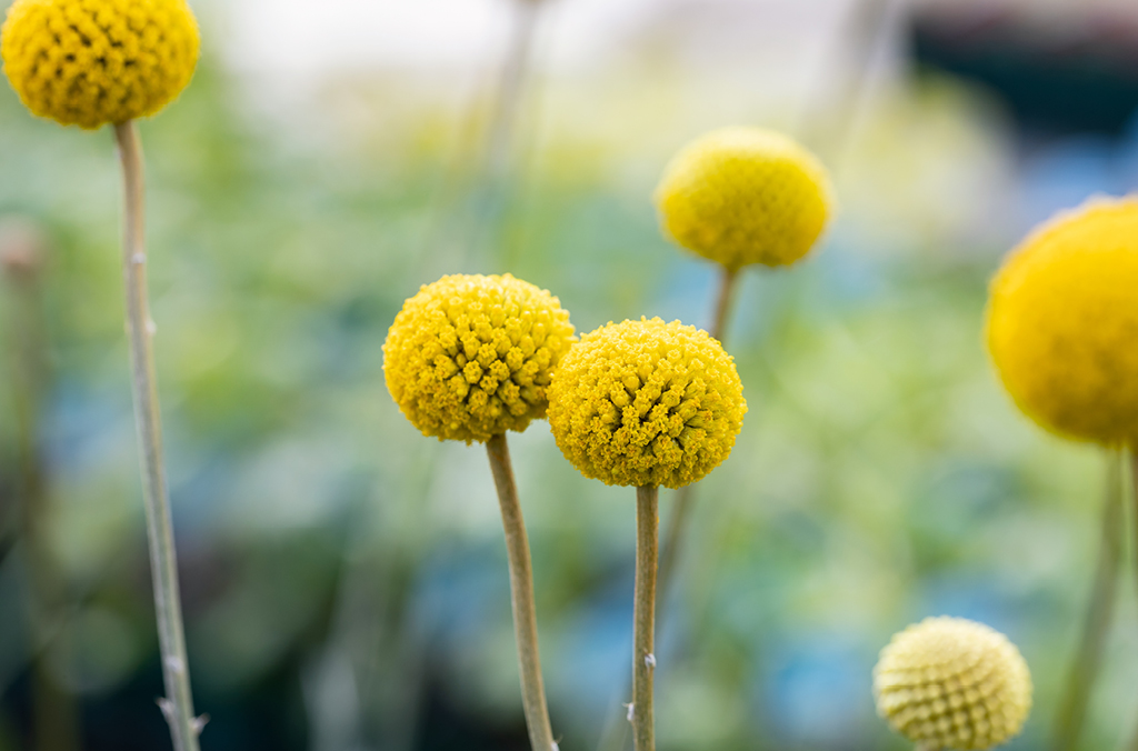 Bright yellow globular flowers, billy buttons