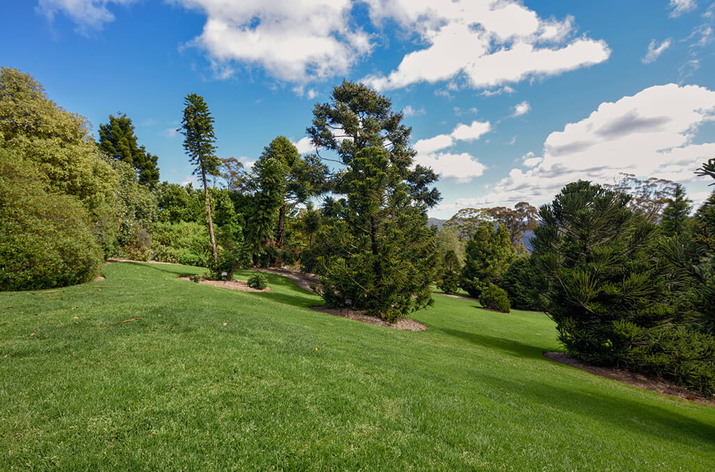 Green lawn with pine trees on a sunny day at the Blue Mountains Botanic Garden