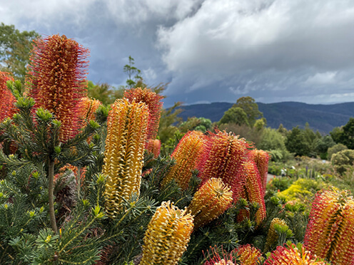 Banksias overlooking rock garden and mountain views