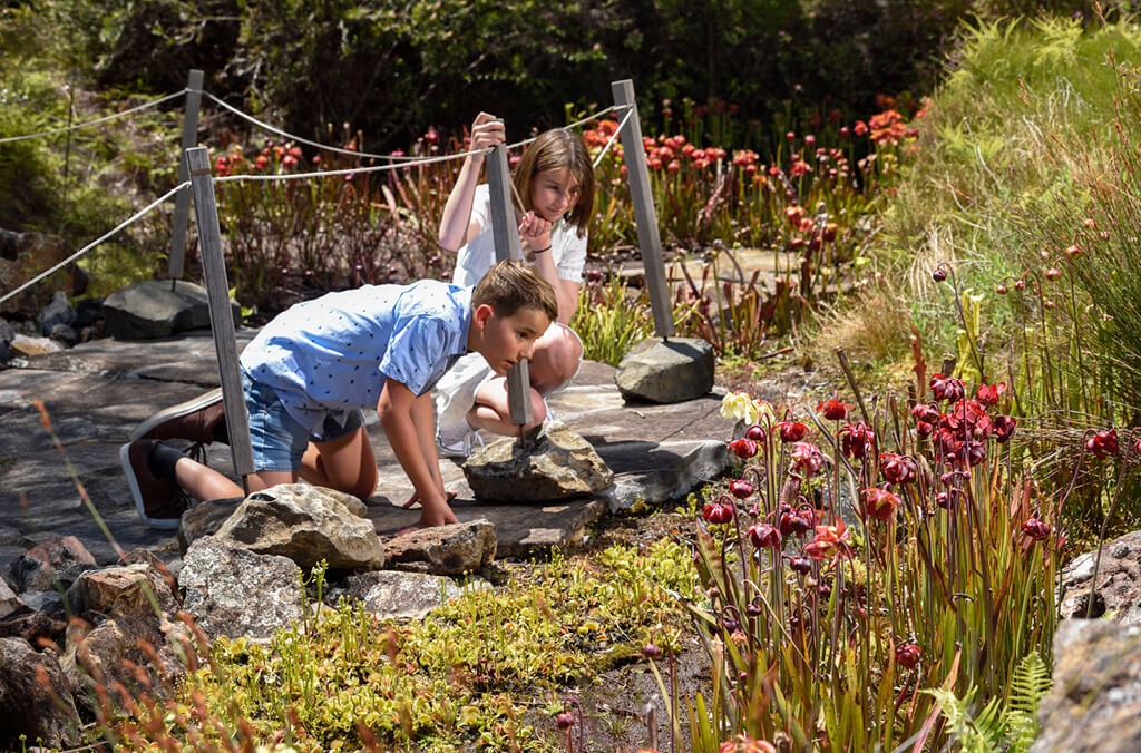 Kids crouch to look at carnivorous pitcher plants and Venus Fly Traps