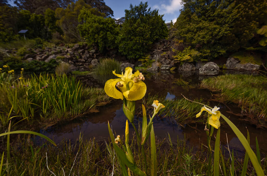 Yellow flowers of an aquatic plant with tranquil pool in background