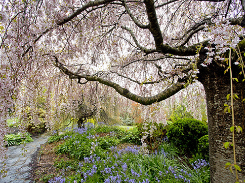 Cherry blossom tree in flower