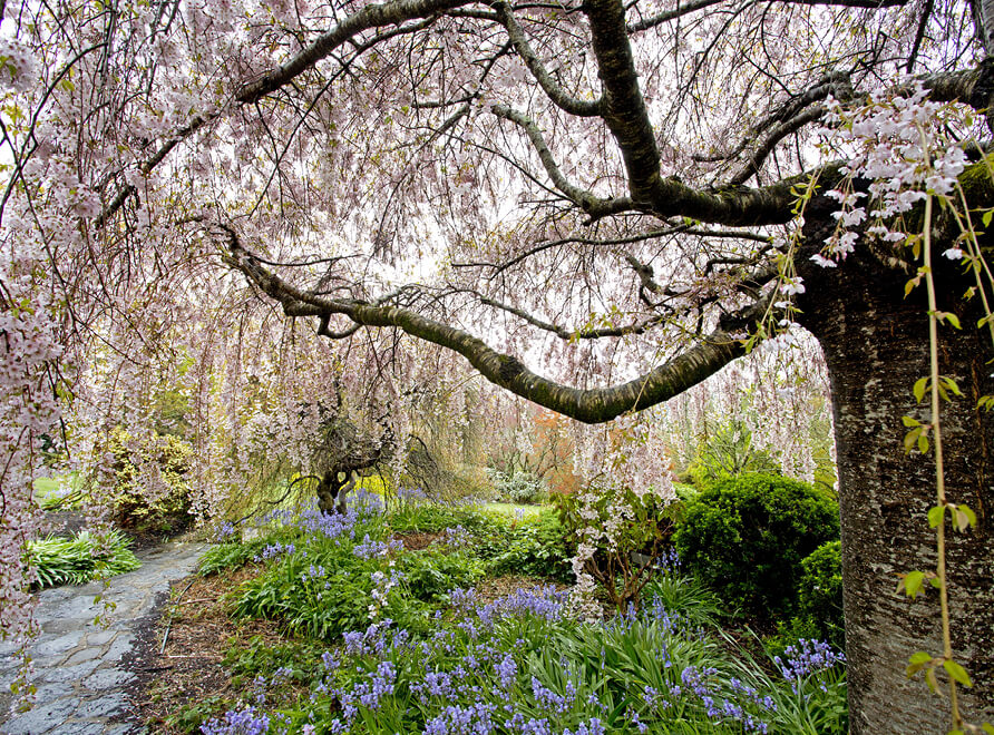 Cherry trees in bloom at Blue Mountains Botanic Garden