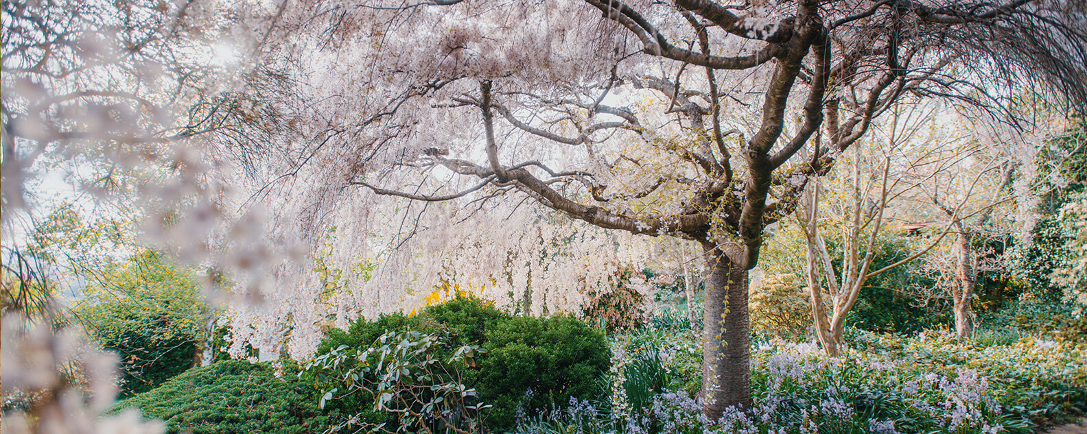 Cherry blossom tree in flower