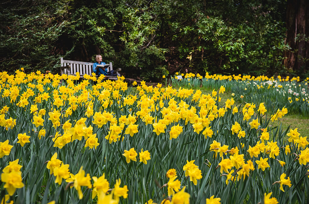 Field of yellow daffodils, person on bench