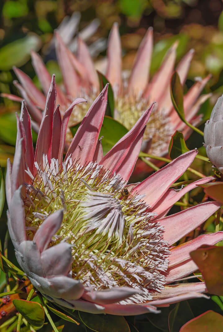 pink King proteas in bloom